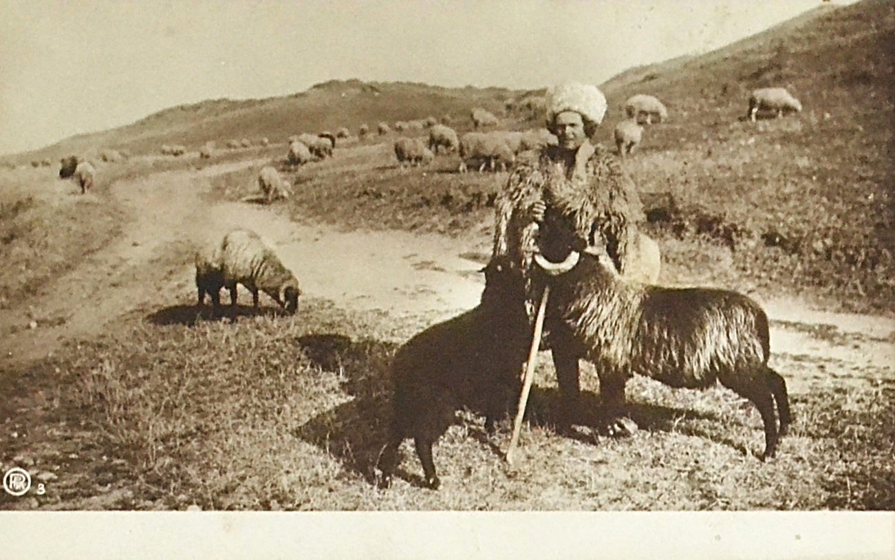 carte-postala-colectia-A.-Bellu-nr-3-ciobanas-roman-cu-oi