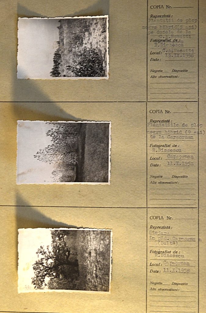 romanian-forests-padurile-romaniei-B.-four