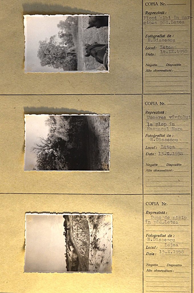 romanian-forests-padurile-romaniei-B.-three.j