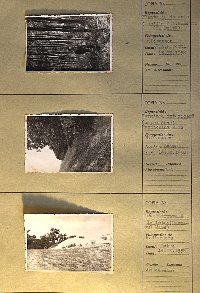 romanian-forests-padurile-romaniei-B.-two